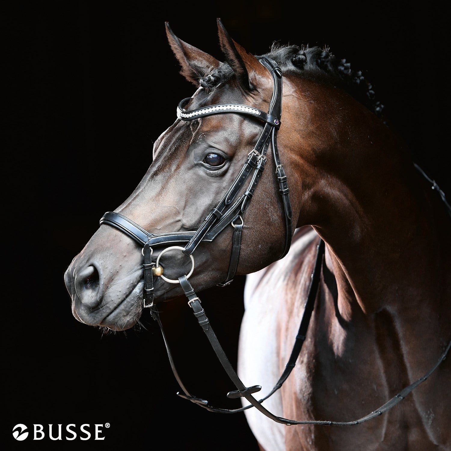 BUSSE Bridle MODENA