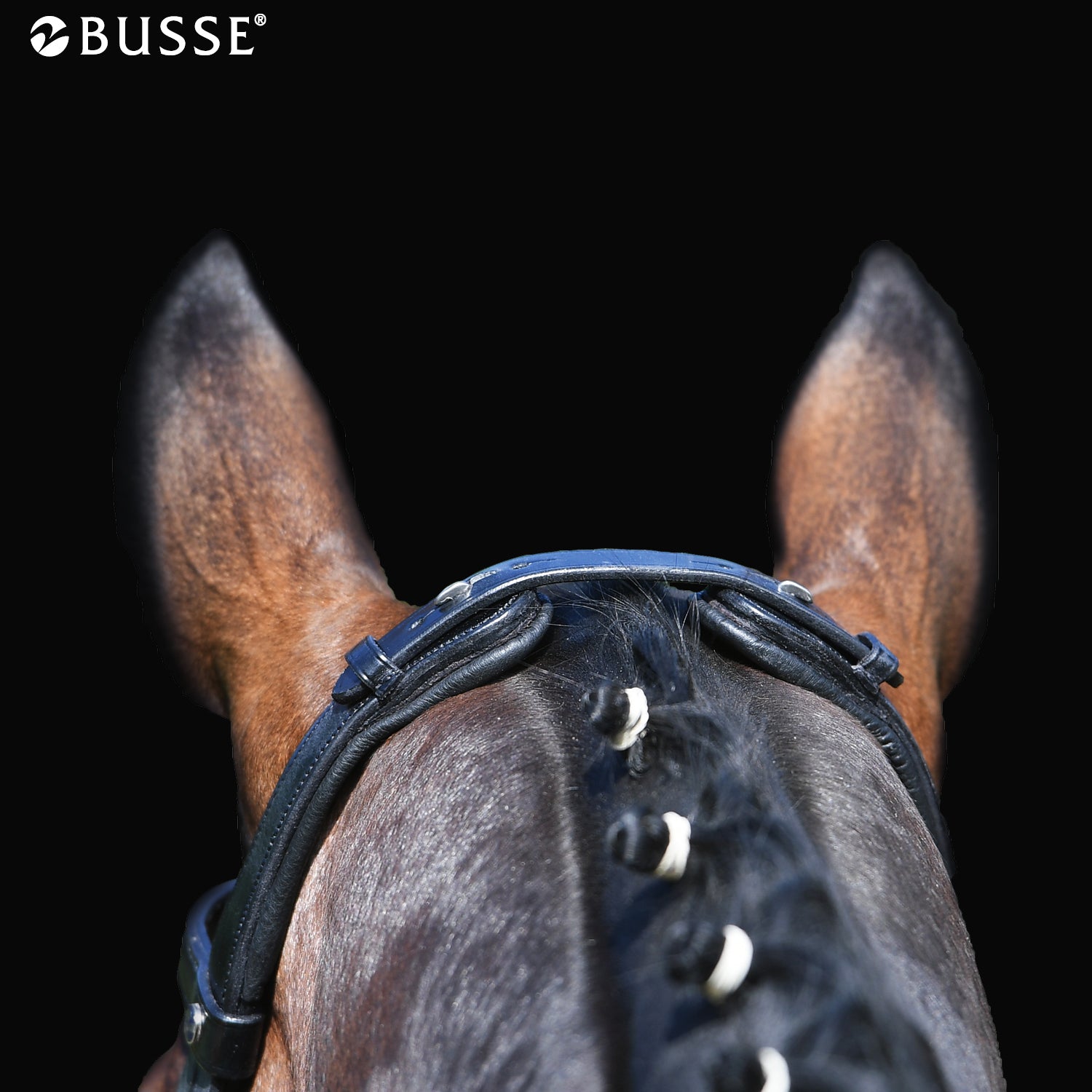 BUSSE Bridle MODENA