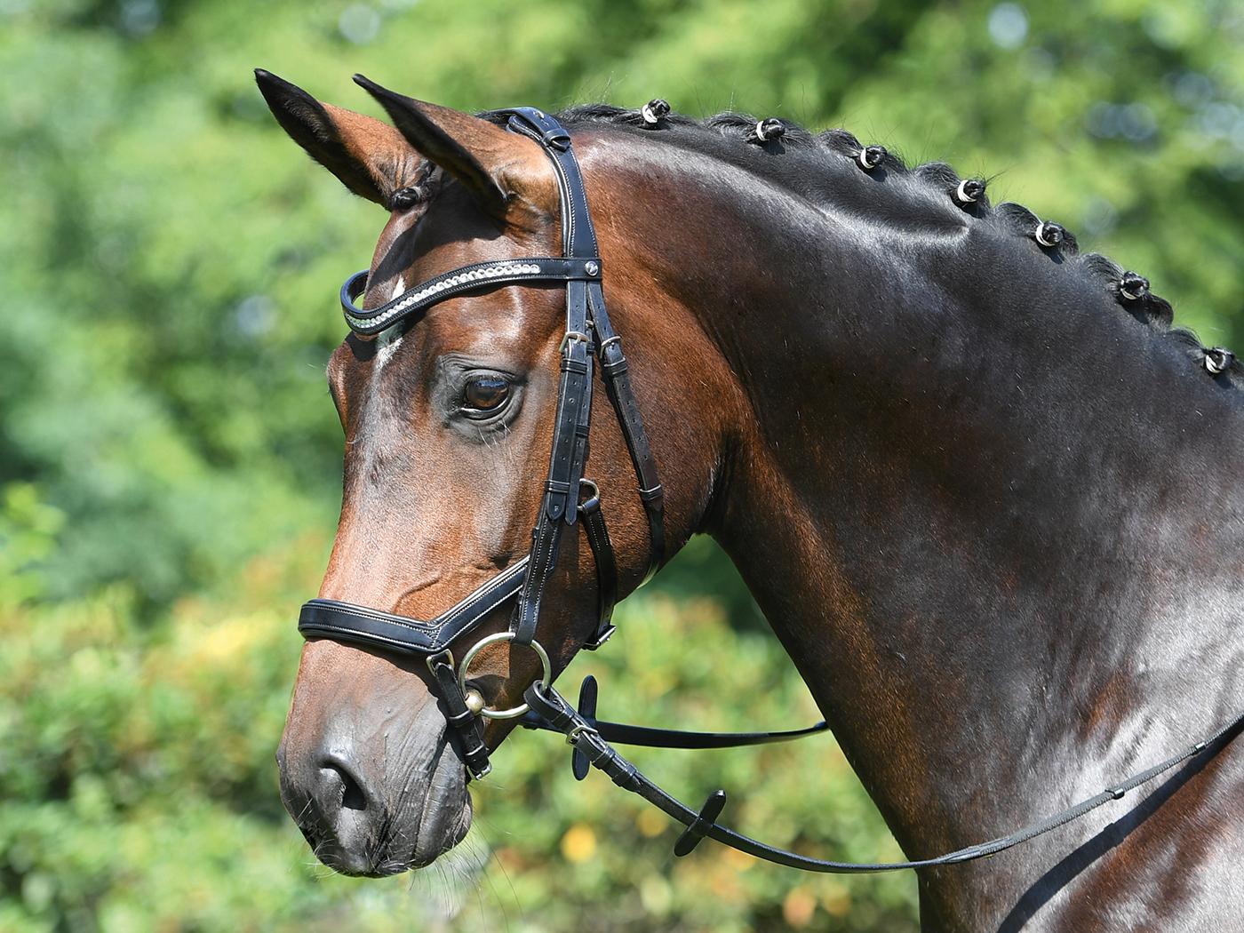 BUSSE Bridle MODENA