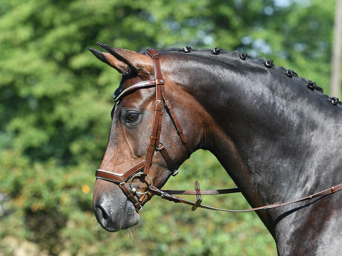 BUSSE Bridle MODENA