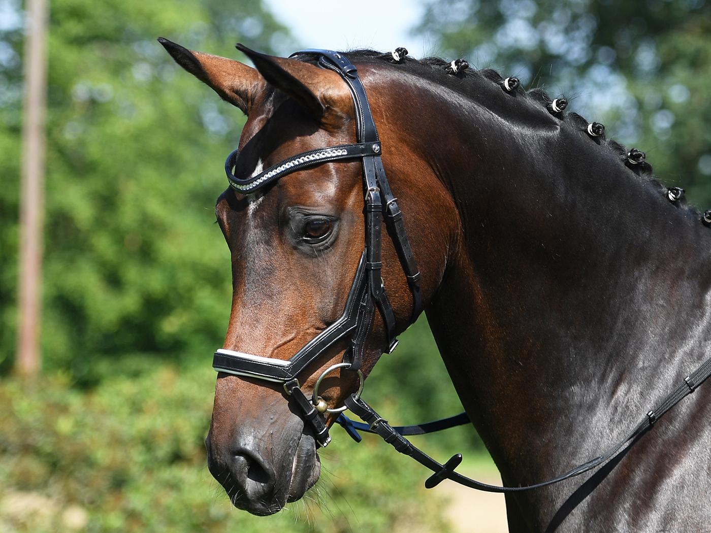 BUSSE Bridle MODENA