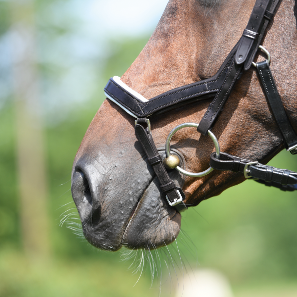 BUSSE Bridle MODENA