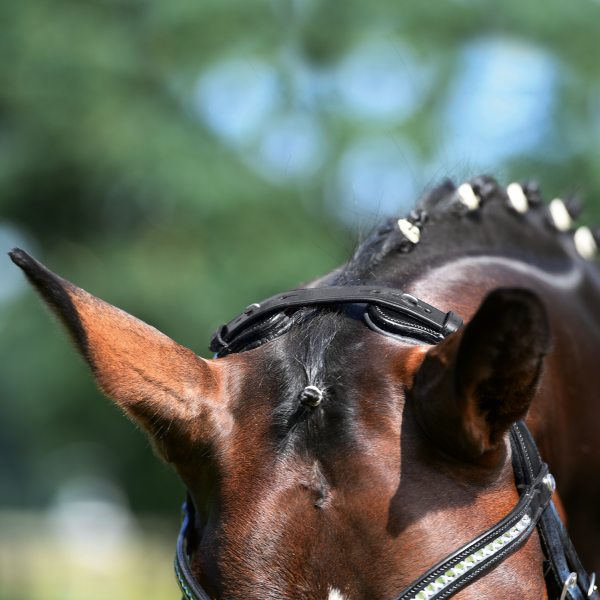 BUSSE Bridle MODENA