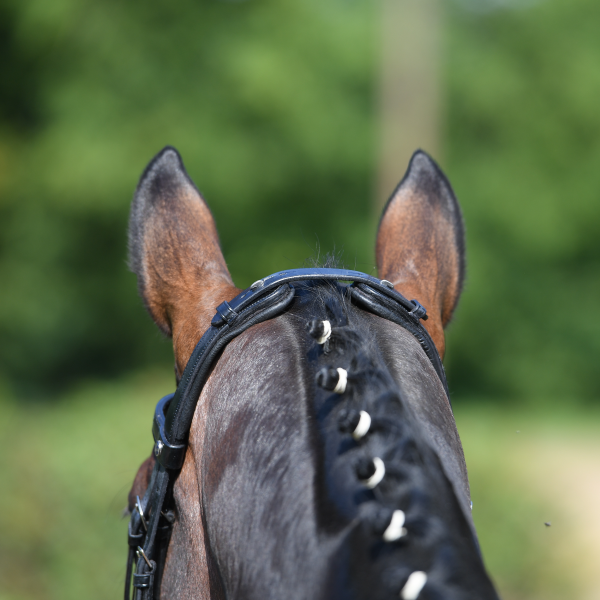 BUSSE Bridle MODENA