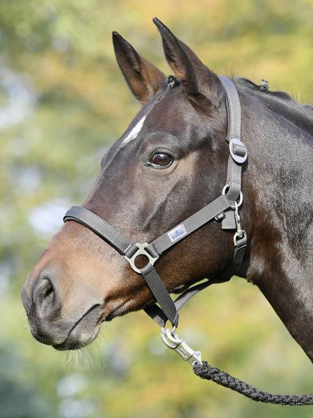 BUSSE Headcollar SUPREME