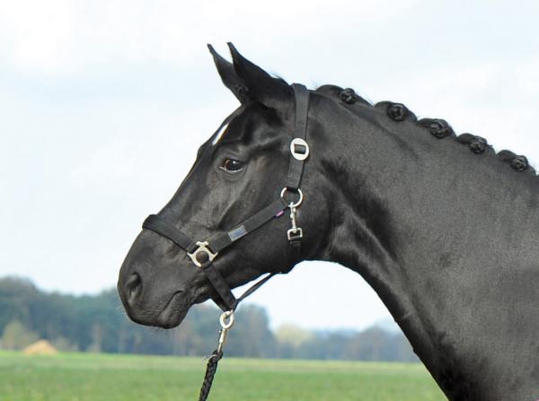 BUSSE Headcollar SUPREME